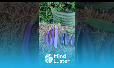 When to Pick Eggplants How To Know When