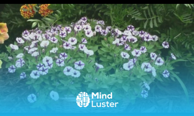 How to Grow a Petunia in a Basket the Easy Way Easy Container Idea