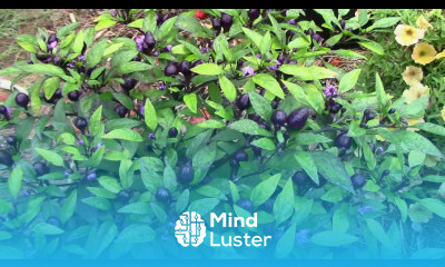 A Look at a Filius Blue Pepper Plant From Seedling Till Fall