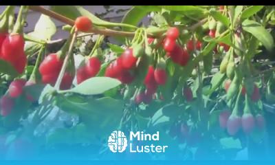 Growing Goji Berries in a Container The First Year Was A Success