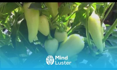 A Great Productive Container Pepper The Mildly Hot Santa Fe Grande