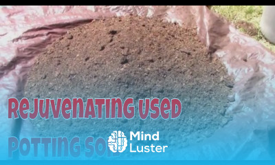 Rejuvenating Soil For Use in Containers Grow Bags and Straw Bales