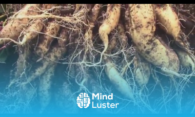 Grow Bag Sweet Potato Reveal Harvesting Yellow Jersey Sweet Potatoes