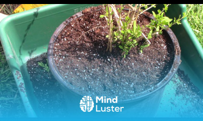 Repotting and Dividing Container Goji Berry Plants