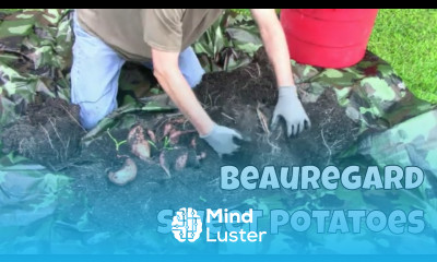 Harvesting Beauregard Sweet Potatoes and a Little About Curing Them