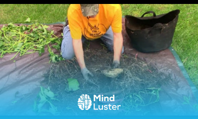 Harvesting 4 Types of Sweet Potatoes Grown in One Grow Bag