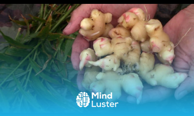 Growing Ginger In A Container Container Ginger Growth and Harvest