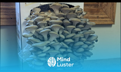 Mushroom Growing Kit Review and Harvest Multiple Crops and Very Easy