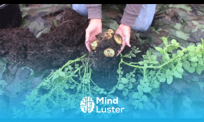 Growing Potatoes in a Container From A Single Potato Peel