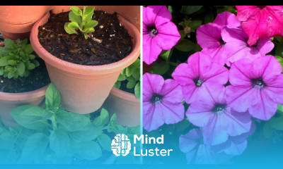 Growing Flowers In Stackable Pots Follow Petunias Through The Summer