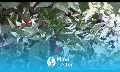 Jigsaw Ornamental Pepper Ornamental Foliage That Will Wow You