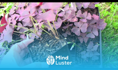 How To Propagate Oxalis Triangularis And Make Lots And Lots Of Them