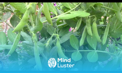 How To Grow Peas In Containers Step By Step From Planting To Harvest
