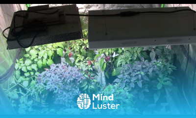 My Grow Tent Lights and Other Equipment I Use To Grow Plants Indoors