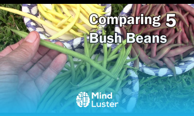 Comparing 5 Types Of Bush Beans Grown In Grow Bags And GreenStalk
