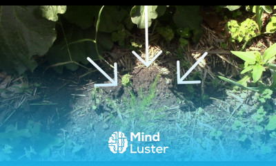 Growing Asparagus From Seeds What I Learned and How It Worked Out