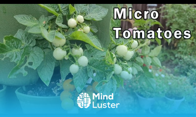 Micro Tomatoes The Perfect Tomato For Beginners Comparing Two Types