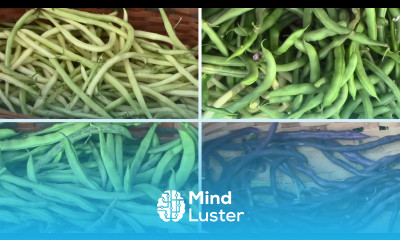 Comparing 5 Different Pole Beans From Planting To Harvest