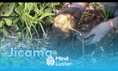 Growing Jicama In Our Midwest Zone 6b Garden From Start To Finish