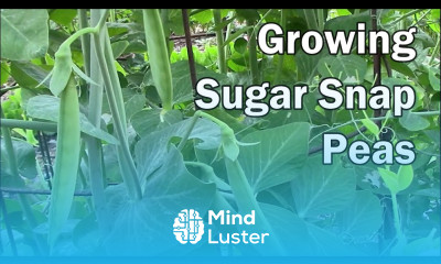 How To Grow Peas and What To Expect While They Are Growing