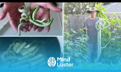 Chinese Python Snake Beans From Small Seedlings Till Harvest and Taste