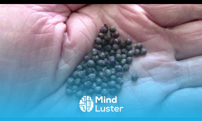 How To Save Clean Malabar Spinach Seeds Step by Step