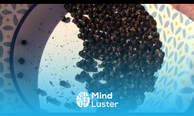 Saving Malabar Spinach Seeds The Easy Way