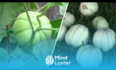 Growing Kiku Chrysanthemum Melon and Sakata s Sweet Melon and Tasting