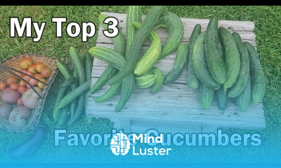 My Top 3 Favorite Cucumbers To Grow And Which Is My 1 Favorite