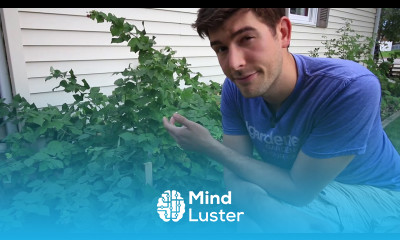 3 Reasons to Stake Raspberries Simple Staking Method