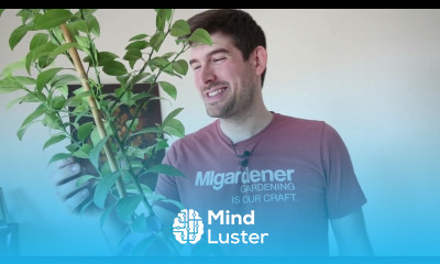 How to Grow Citrus Indoors Complete Growing Guide Lemons Limes Oranges