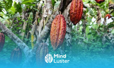 How to Grow CHOCOLATE Indoors in Containers Complete Growing Guide