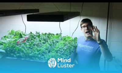 Growing Salad Greens Indoors is Financially Sustainable