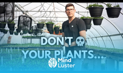 Home Remedies to AVOID for Moldy Seedlings That Could KILL Your Plants