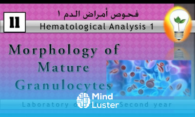 Hematology 11 Morphology of Mature Granulocytes الوصف التشريحي للخلايا الناضجة