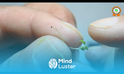 زراعة الفراولة من البذور مستخرجة من حبة الفراولة