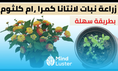 زراعة نبات لانتانا ام كلثوم How to grow lantana camara