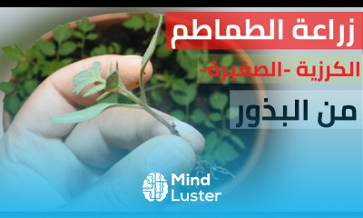 زراعة الطماطم الكرزية في المنزل