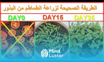 زراعة الطماطم في المنزل من البذور