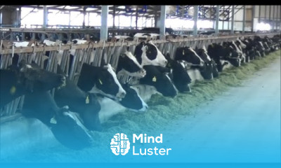 Tour of modern expanding dairies in China
