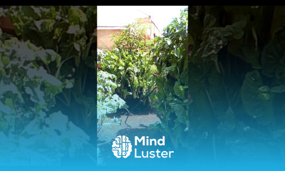 Urban Organic Vegetable Farming in Kenya Vertical vegetable bag sack Gardening