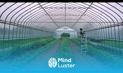 Planting organic tomatoes in the greenhouse
