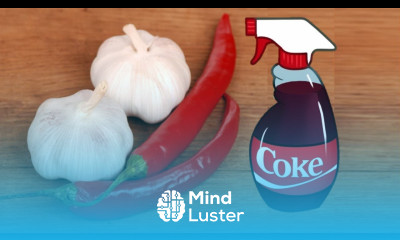 4 Homemade Organic Pesticide Every Gardener Must Know