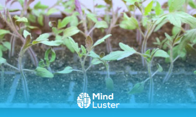 Step by Step  How To Grow Tomatoes from Seed Gardener s Supply 