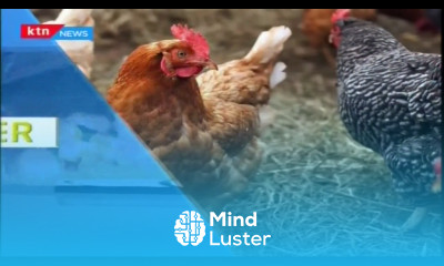 How Kenyan farmers can use organic applications to keep crops safe Next Frontier