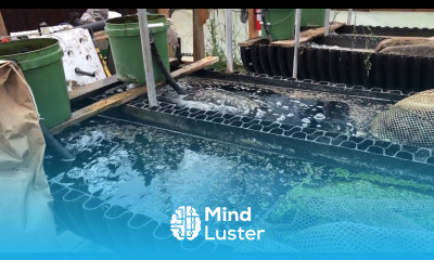 Bioponics adding organic biomass directly to deep water grow beds