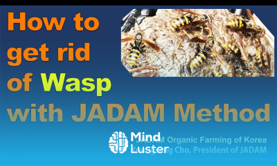 How to get rid of Wasp with JADAM Method JADAM Organic Farming