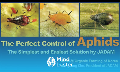 The Perfect Control of Aphids The Simplest and Easiest Solution by JADAM