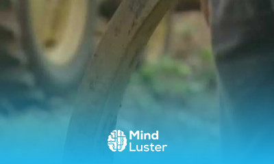 Custom made Zone Tiller from Vegetable Farmers and their Sustainable Tillage Practices