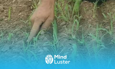 Ridge Till and Cover Crops from Vegetable Farmers and their Sustainable Tillage Practices